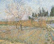 Vincent Van Gogh Orchard with Peach Trees in Blossom (nn04) oil painting reproduction